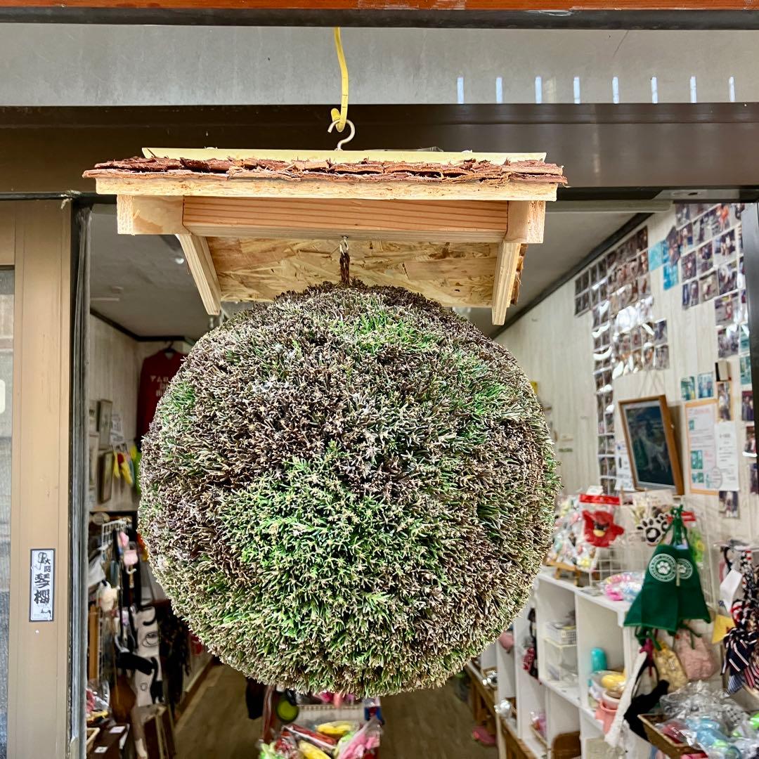 杉玉【屋根付き】②