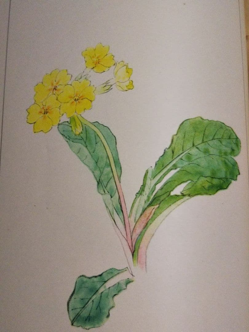 牧野富太郎 校訂 「萬花図鑑」8巻セット 100年前のボタニカルアート  辻永著