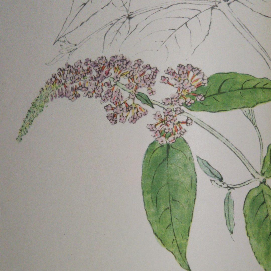 牧野富太郎 校訂 「萬花図鑑」8巻セット 100年前のボタニカルアート  辻永著