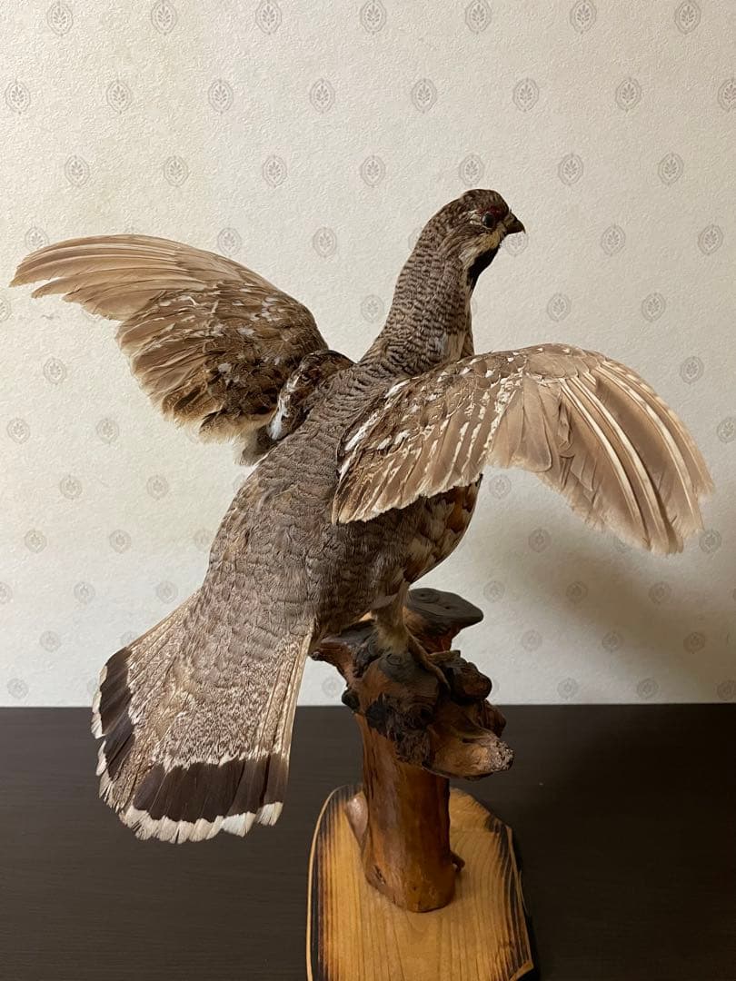 【ぴかり】 エゾライチョウの剥製 木製台座付き