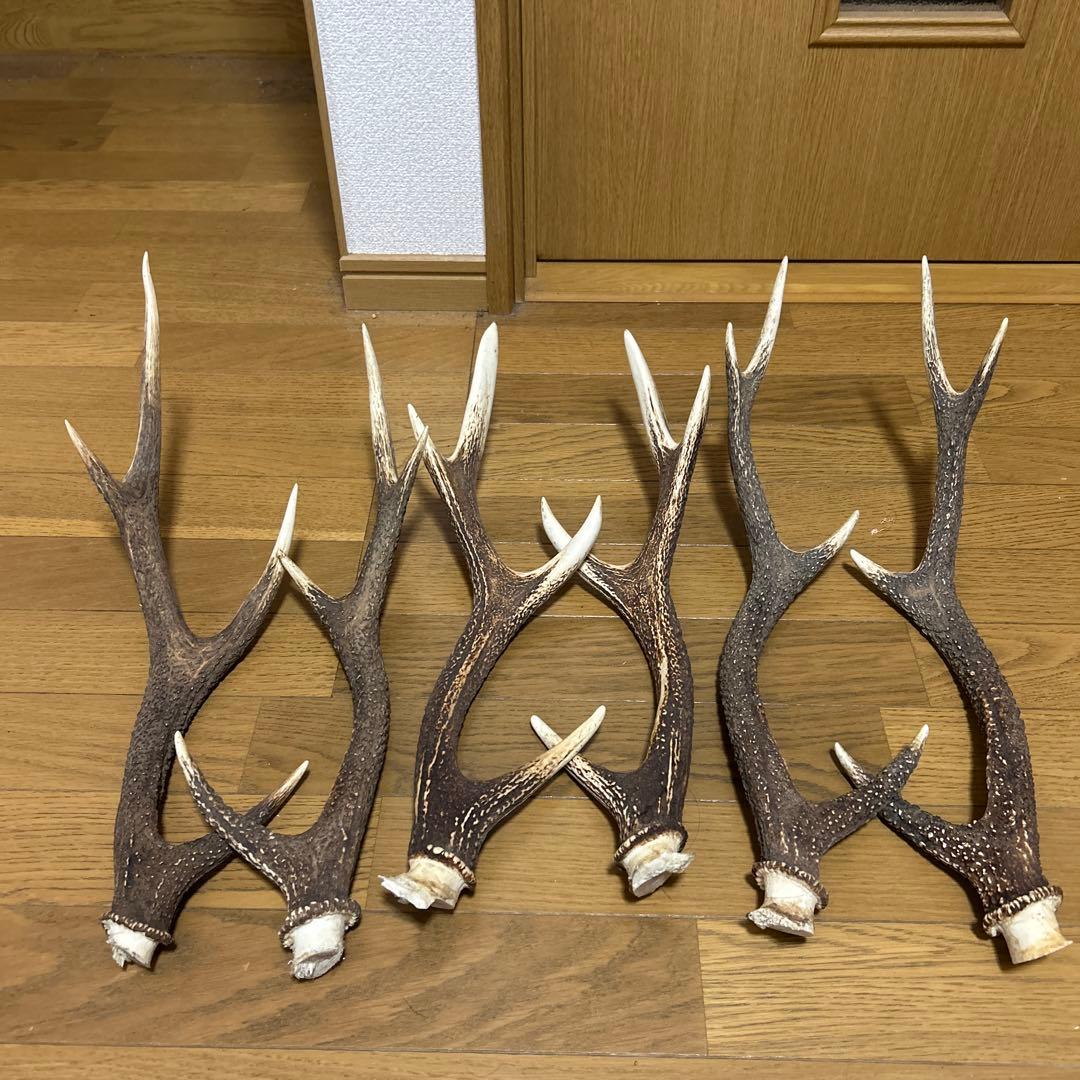鹿の角 インテリア装飾 約50cm 3組 6本