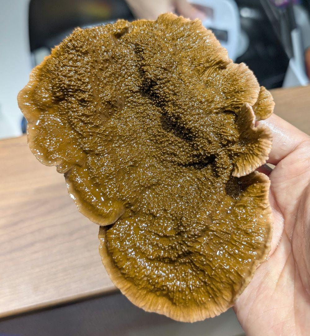 ウスコモンサンゴ　レッド　2つセット