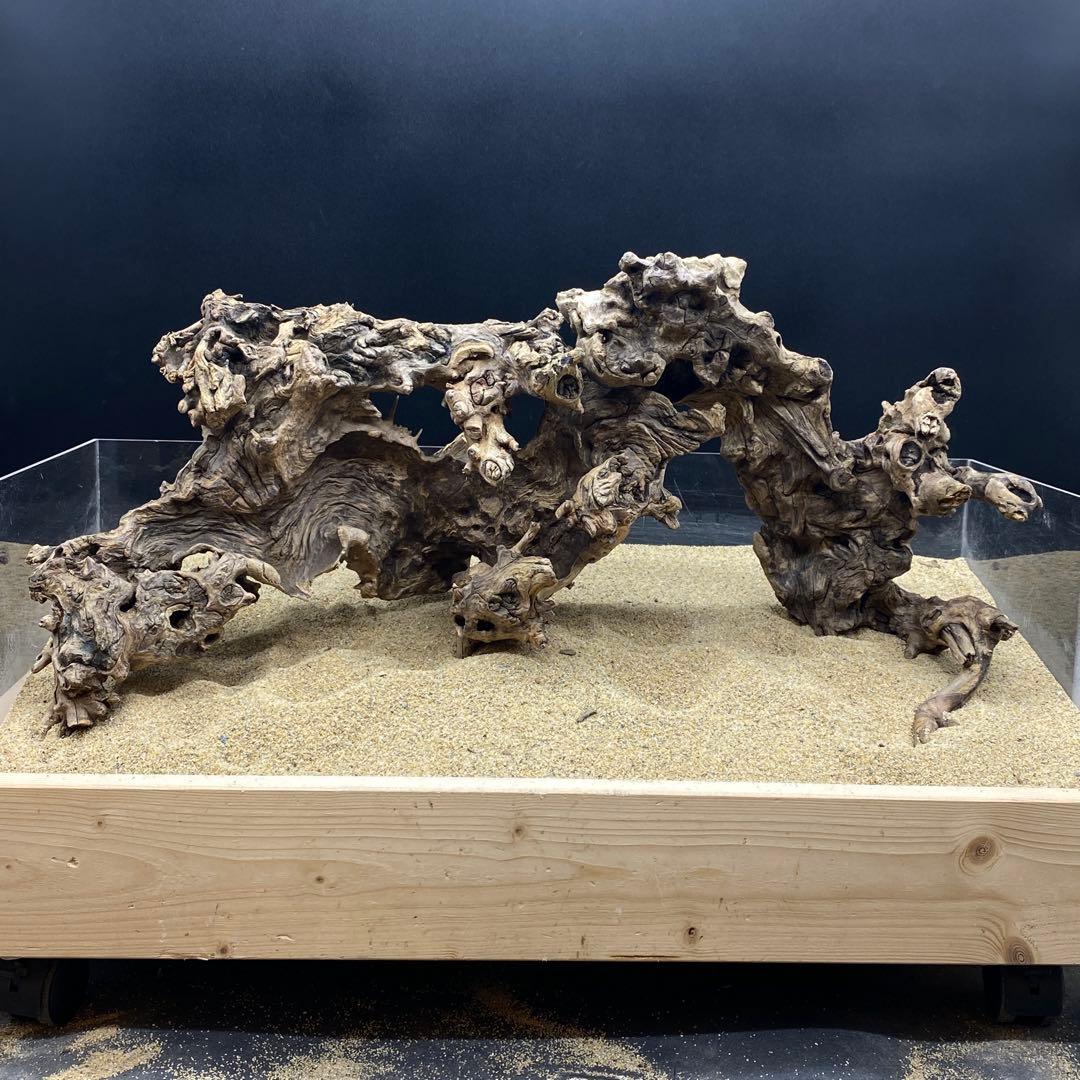 MJW-6618 ジンジャーウッド2本セット　天然流木　アクアリウム　爬虫類