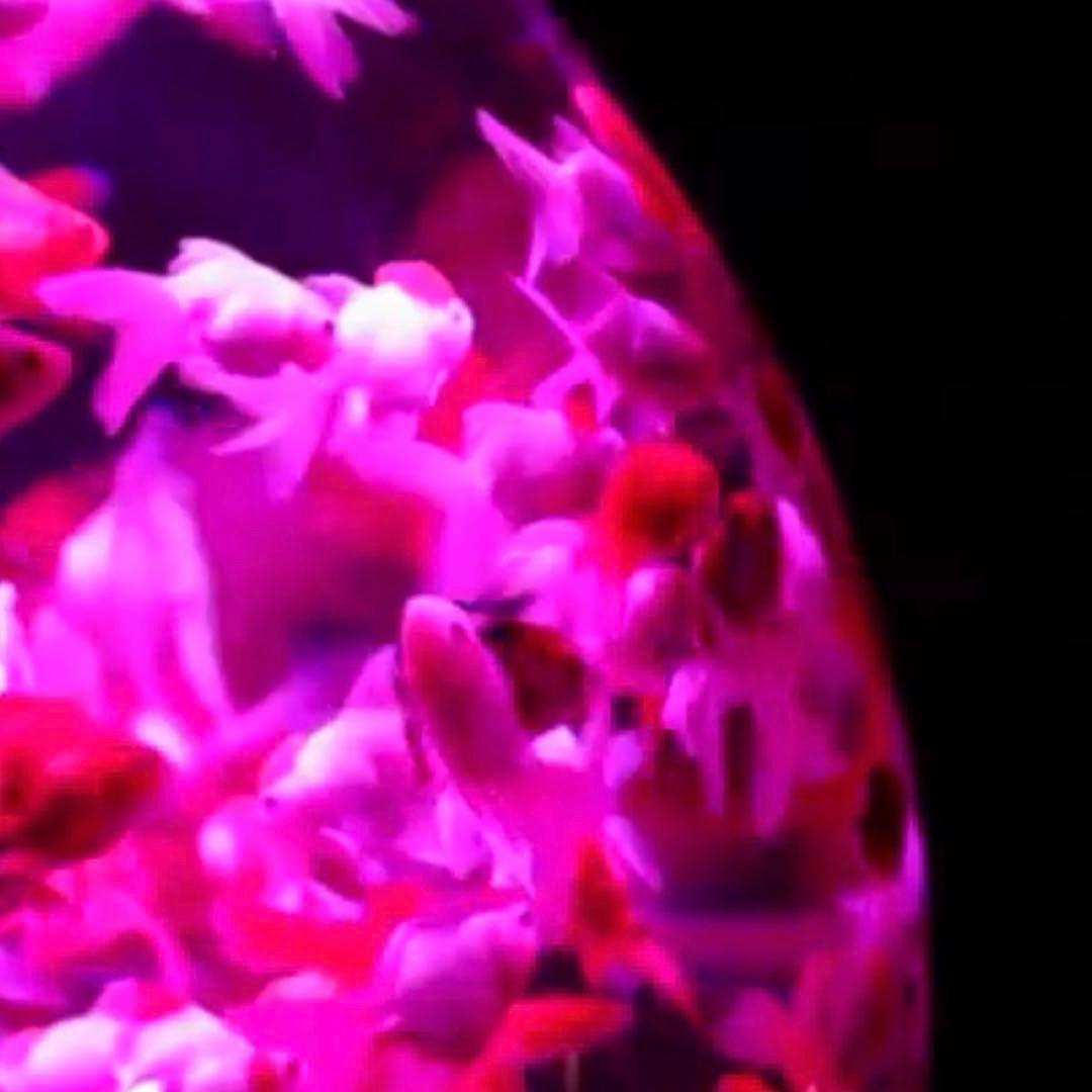 SV925 骨バングル