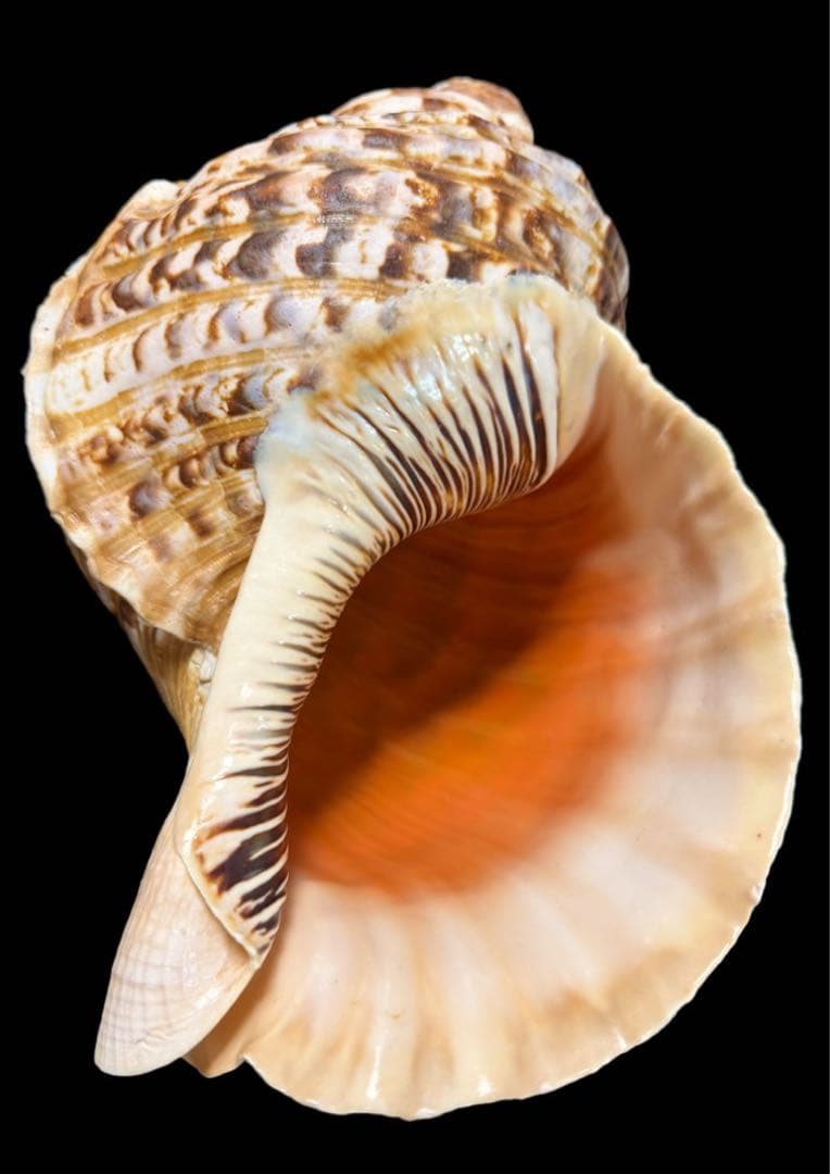 法螺貝 特大 38cm級 重量級 約1.1kg 極美品 ホラガイ ホラ貝 ほら貝