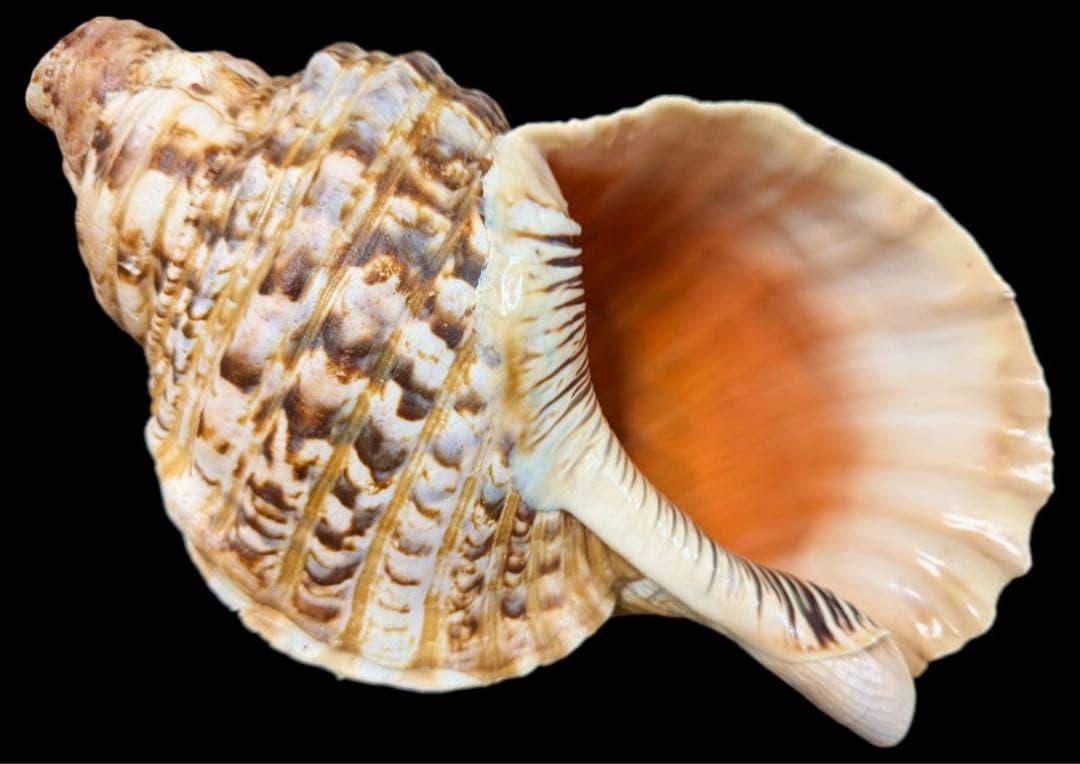 法螺貝 特大 38cm級 重量級 約1.1kg 極美品 ホラガイ ホラ貝 ほら貝