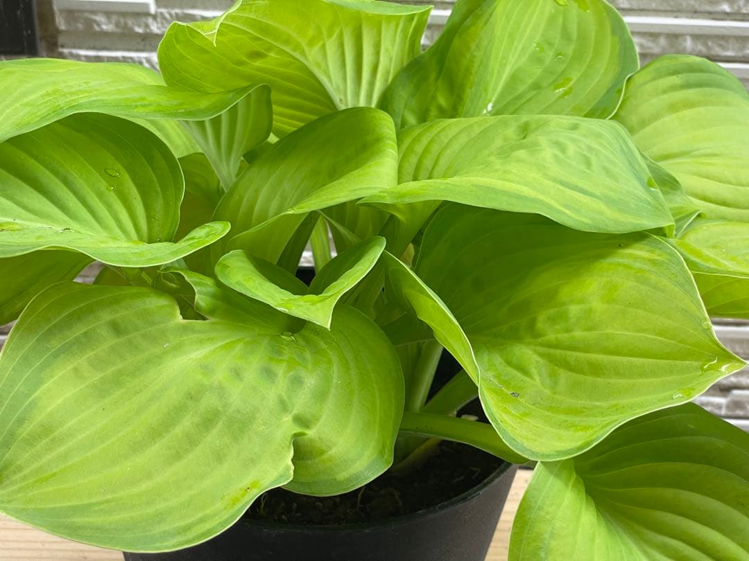 和胡弓（紅木材）　　胴花梨材 竹弓馬毛　　トランクケース 付属品