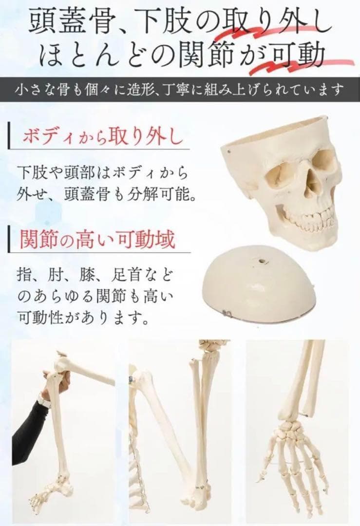 ⭐️新品⭐️等身大 人体模型 170cm神経根有り全身骨格模型 骨格標本