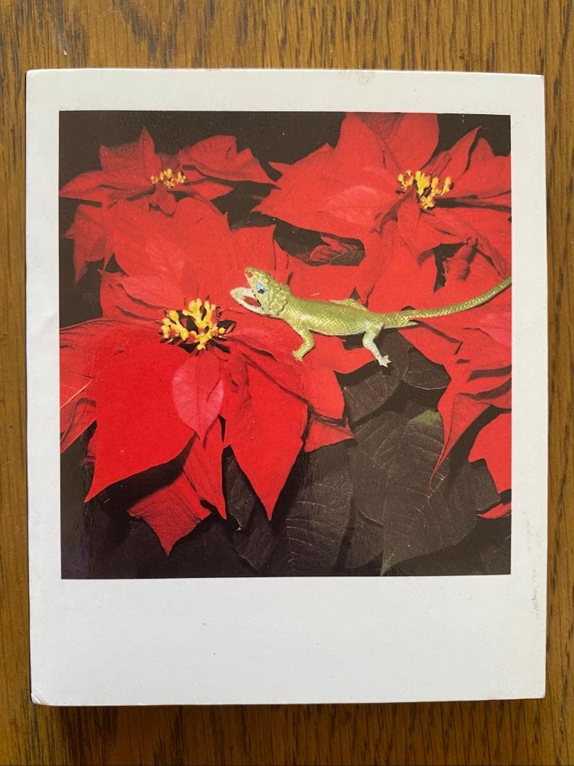 荒木経惟　写真集「POLAEROID」直筆サイン入り800部限定　カード付き