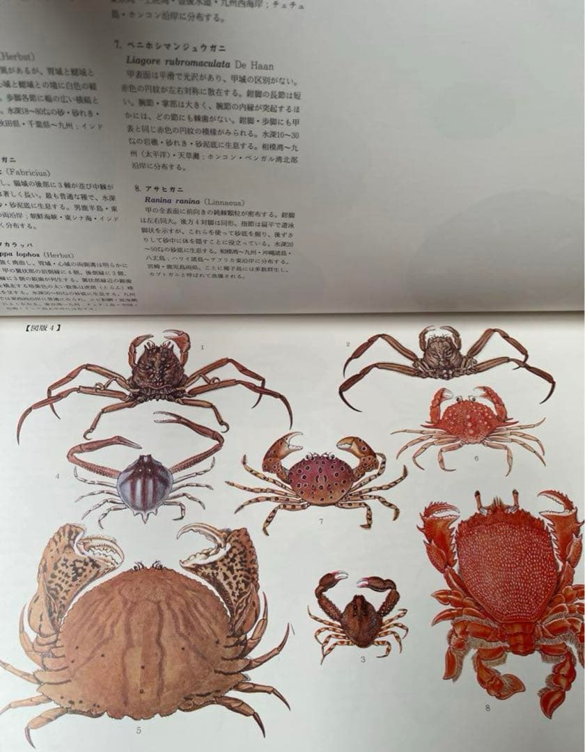 わ*び様 希少　新日本水産 動植物圖集　図鑑　伊藤熊太郎画
