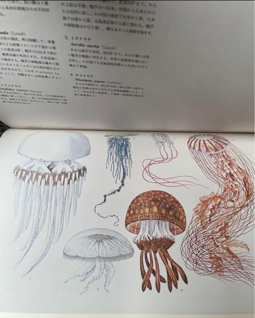 わ*び様 希少　新日本水産 動植物圖集　図鑑　伊藤熊太郎画