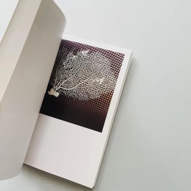 The Mushroom Collector ジェイソン・フルフォード 写真集