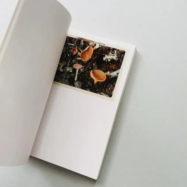 The Mushroom Collector ジェイソン・フルフォード 写真集