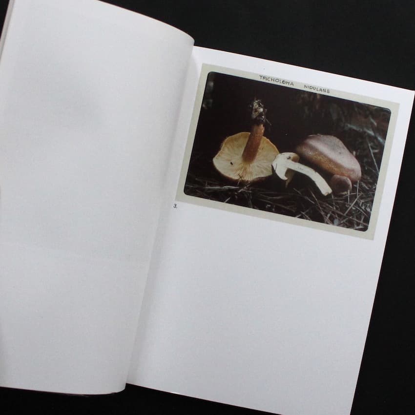 The Mushroom Collector ジェイソン・フルフォード 写真集