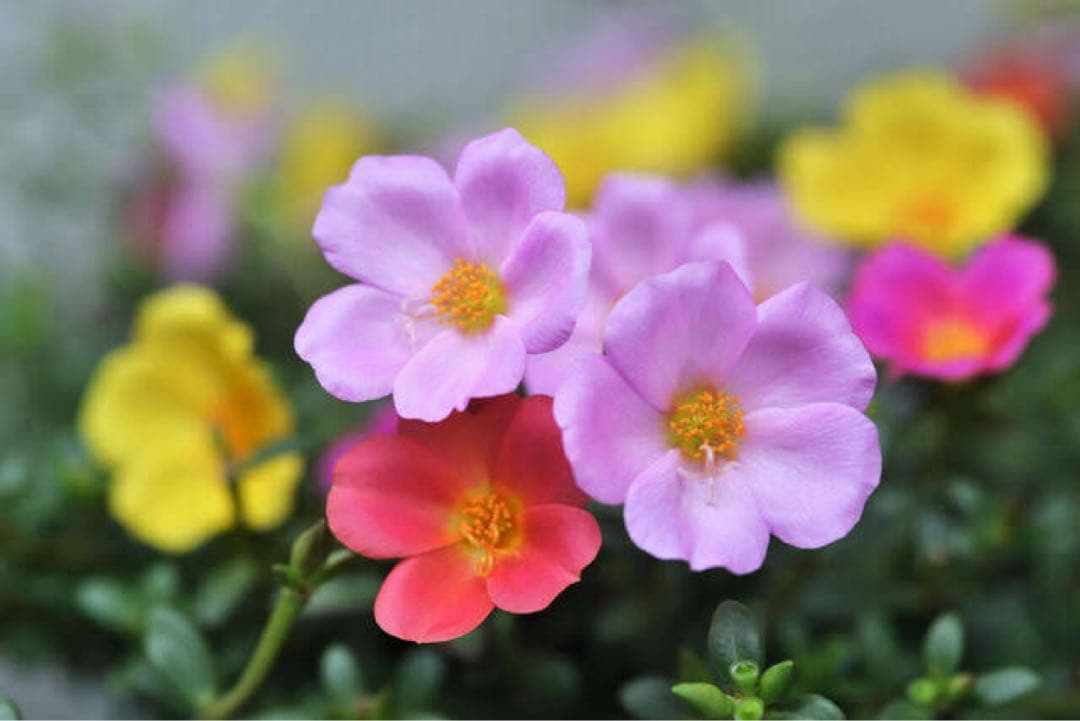 自転車本体 luka77