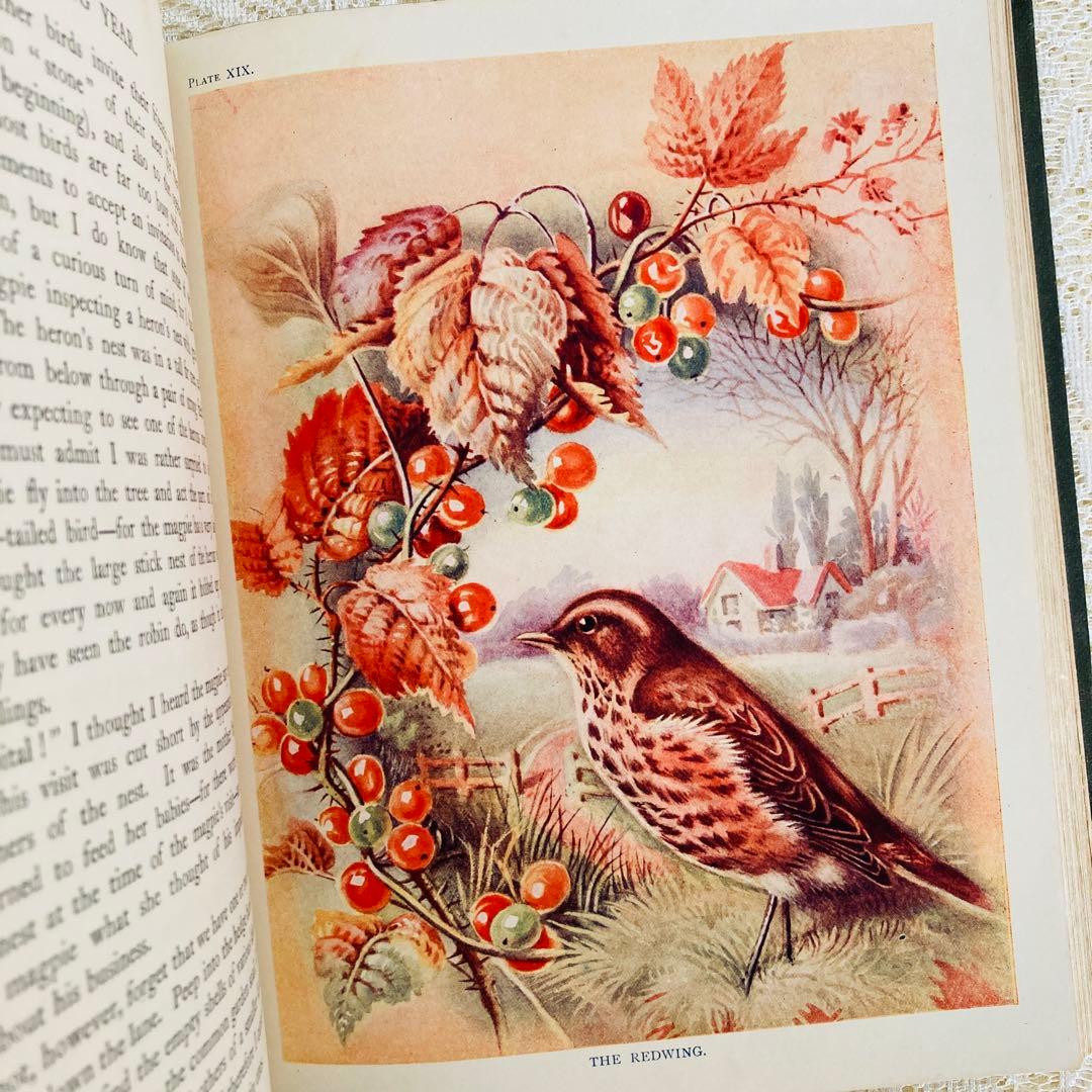 希少　イギリスのアンティーク動植物図鑑　鮮やかで美しいイラスト♡　洋書・古書