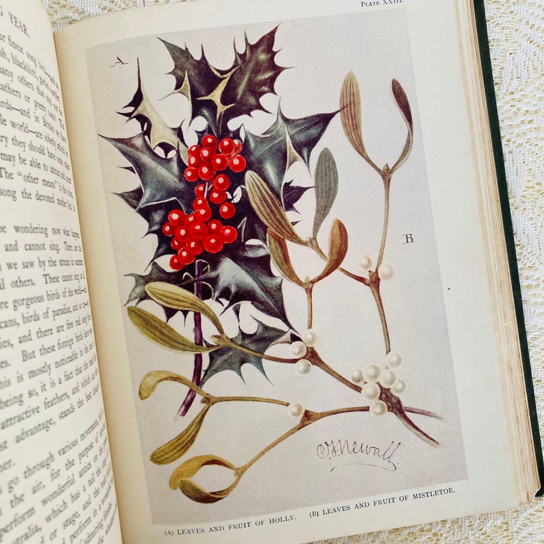 希少　イギリスのアンティーク動植物図鑑　鮮やかで美しいイラスト♡　洋書・古書