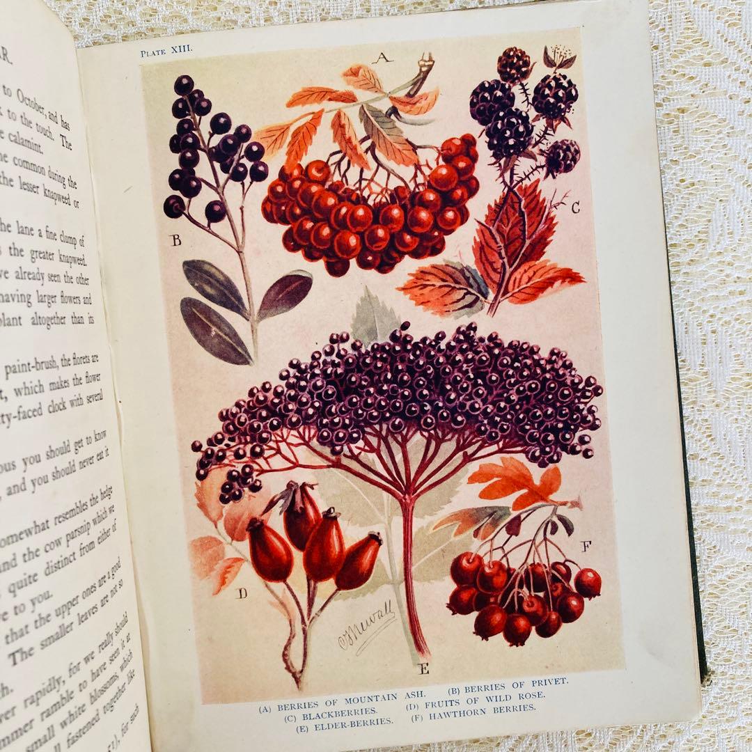 希少　イギリスのアンティーク動植物図鑑　鮮やかで美しいイラスト♡　洋書・古書