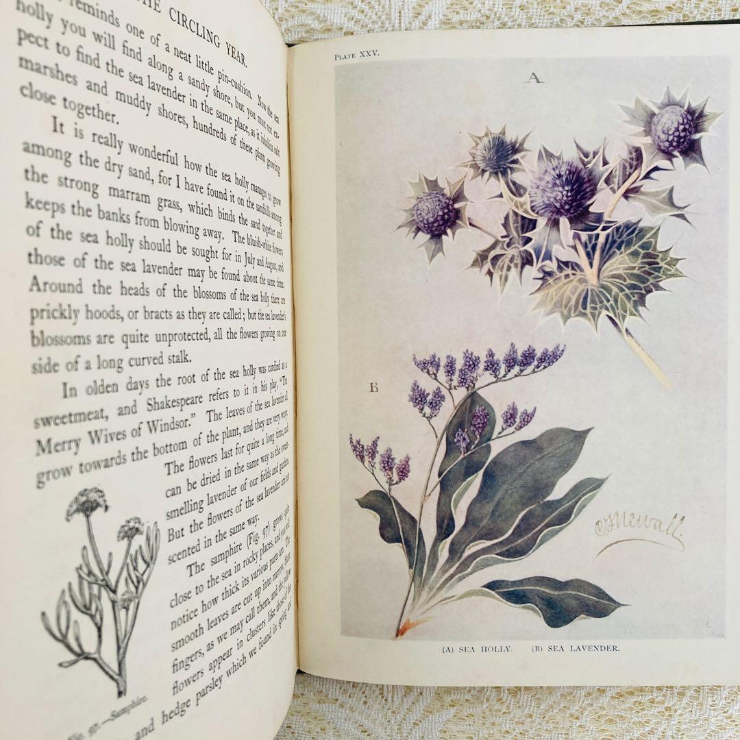 希少　イギリスのアンティーク動植物図鑑　鮮やかで美しいイラスト♡　洋書・古書