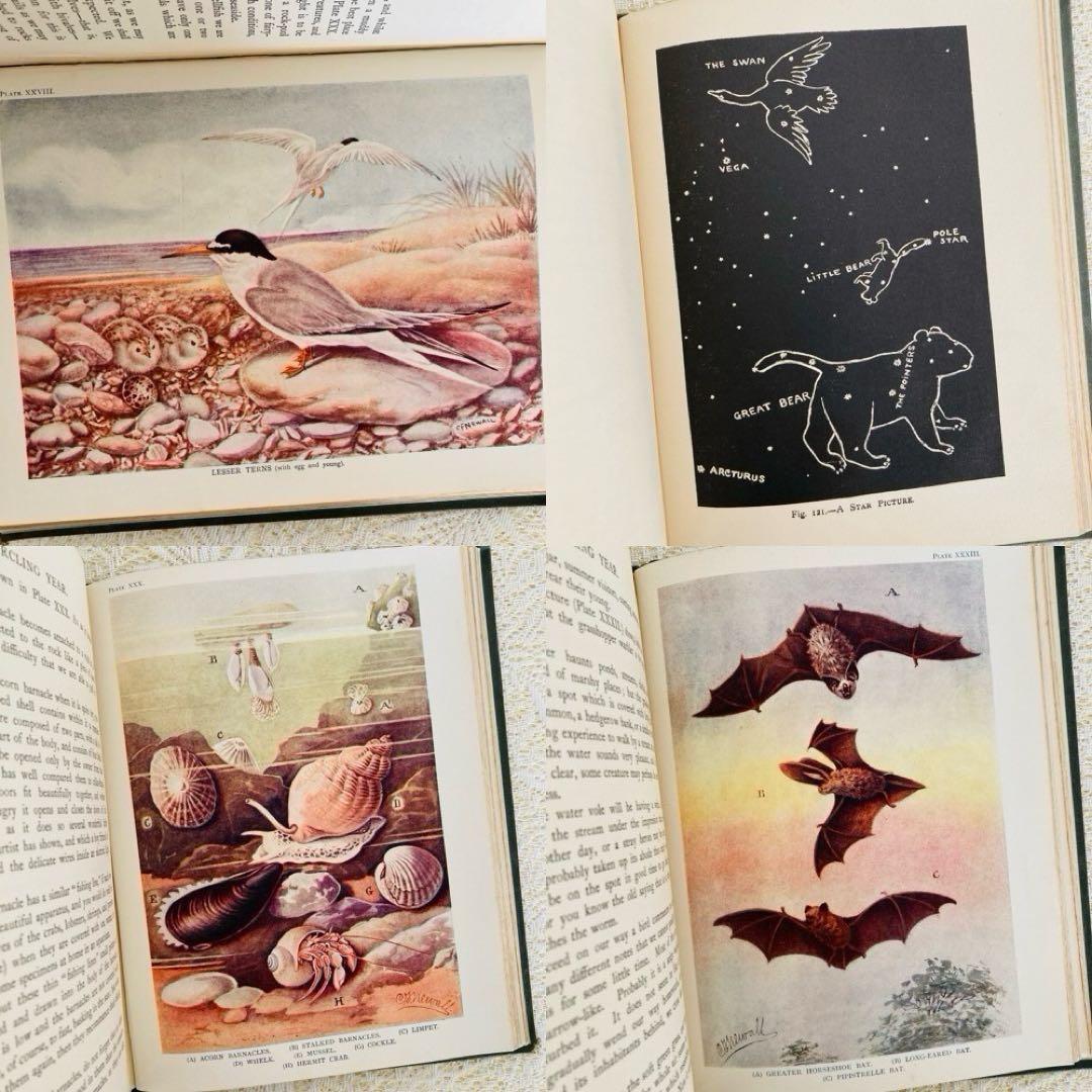 希少　イギリスのアンティーク動植物図鑑　鮮やかで美しいイラスト♡　洋書・古書