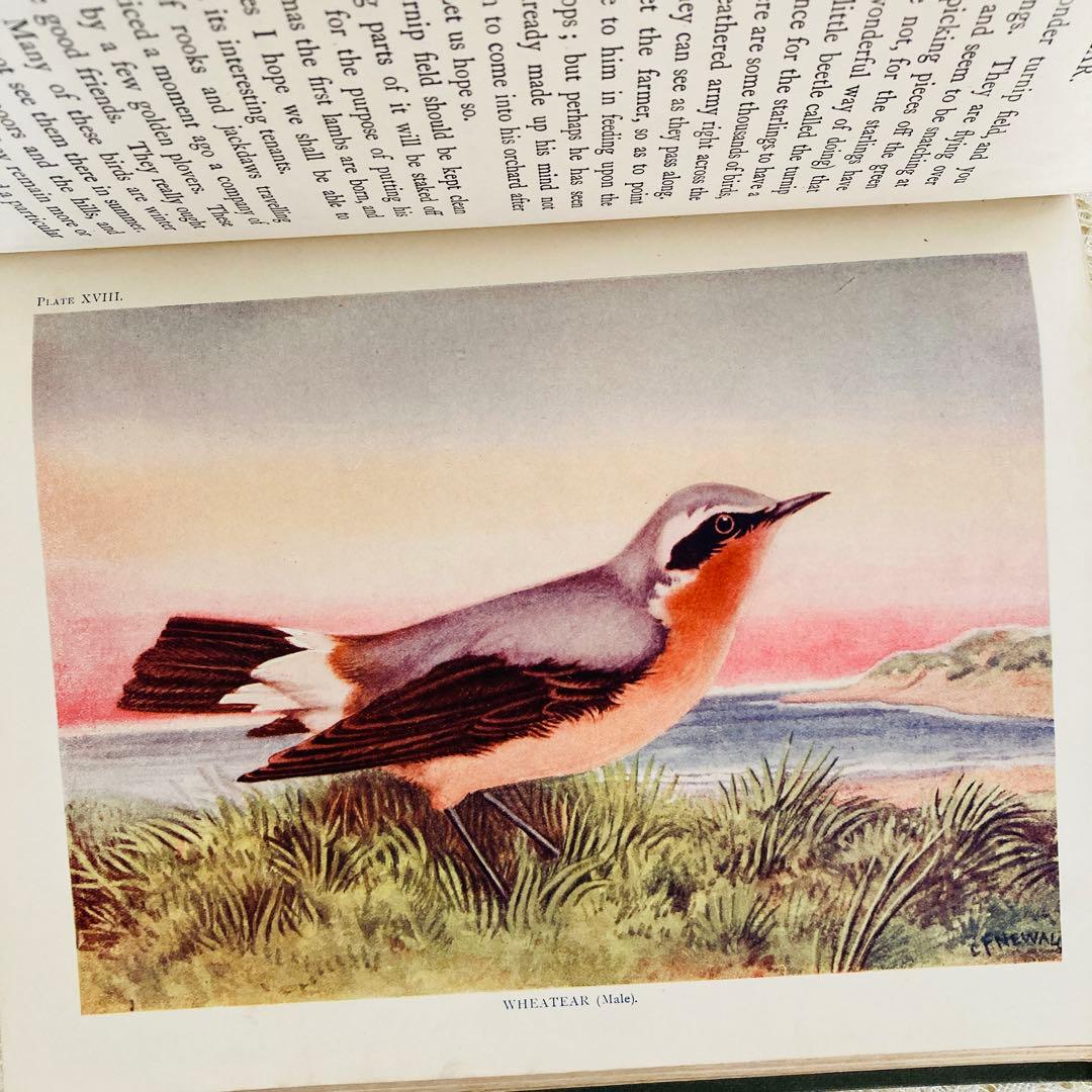 希少　イギリスのアンティーク動植物図鑑　鮮やかで美しいイラスト♡　洋書・古書