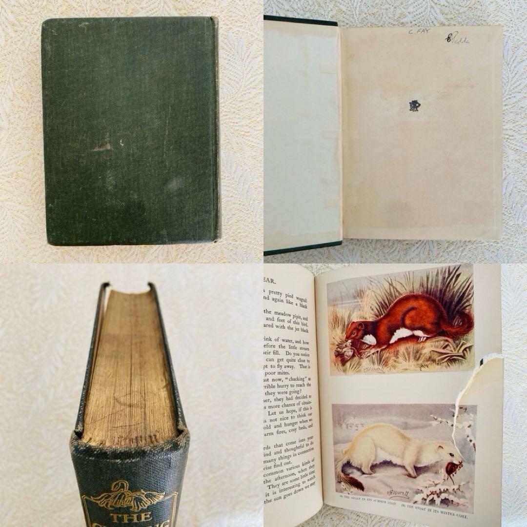 希少　イギリスのアンティーク動植物図鑑　鮮やかで美しいイラスト♡　洋書・古書