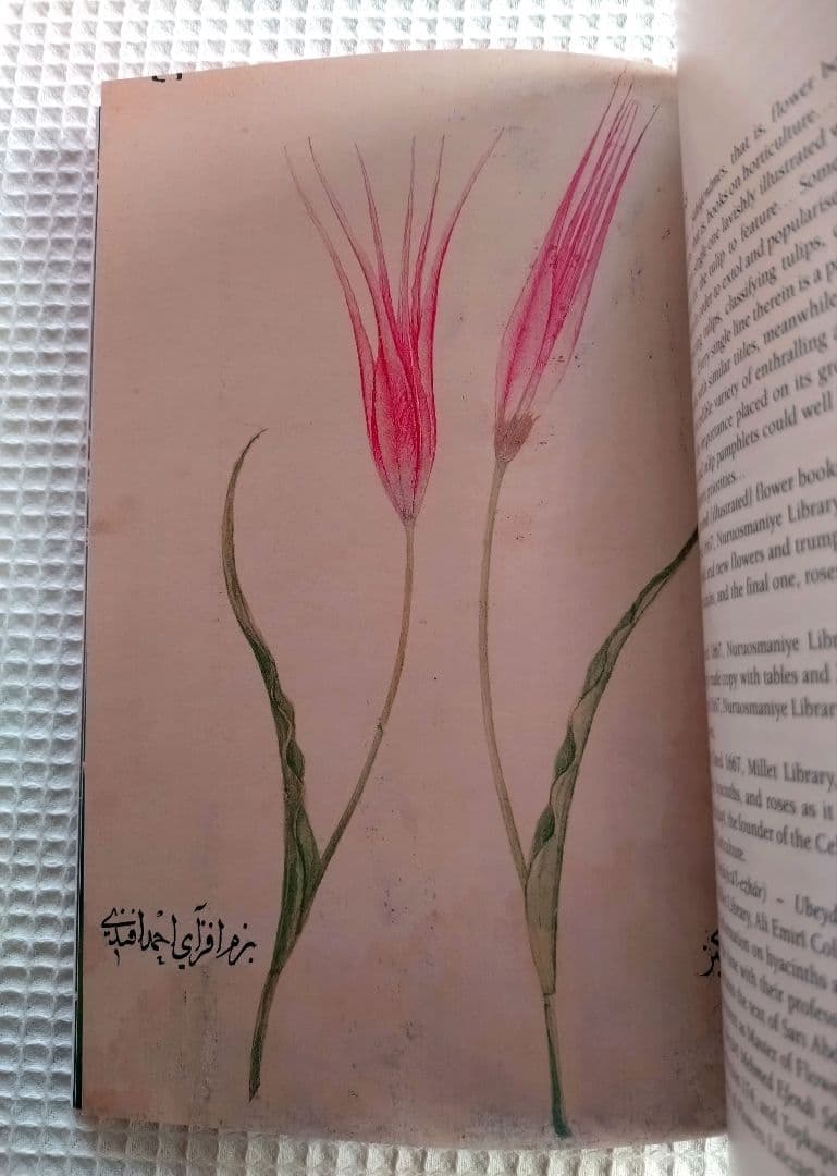トルコ チューリップの本　In Nature, History and Art
