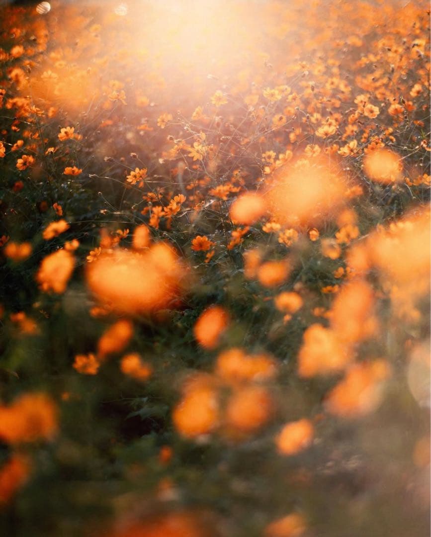 Super Takumar 55mm f1.8【前期型】【希少ロット】【M42