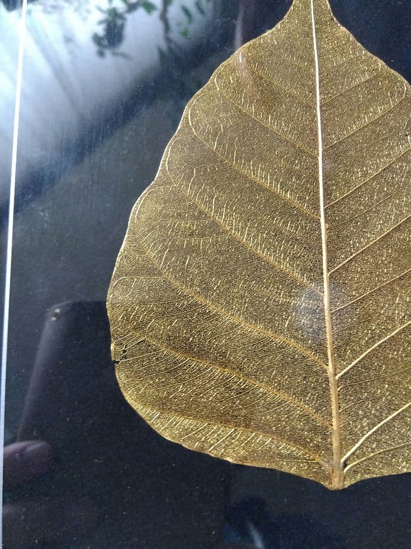 菩提樹　葉脈　24金コーティングアート
