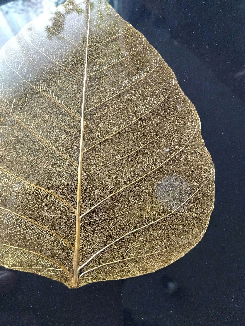 菩提樹　葉脈　24金コーティングアート