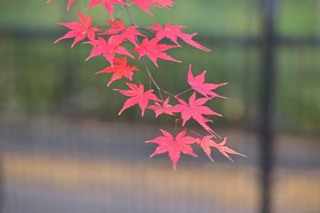 TTArtisan 50mm f/1.2 C [ニコンZ用]