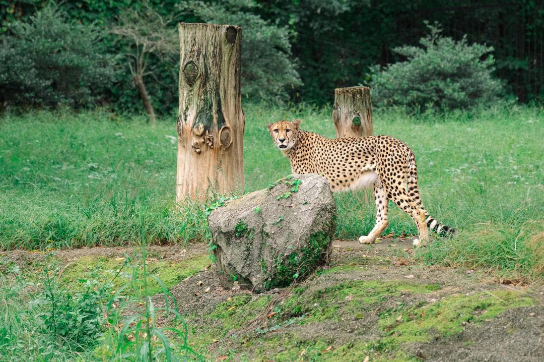 NIKKOR Z 24-120mm F4 S新品同様