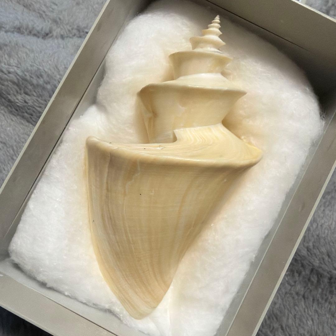 (超特大)チマキボラ　貝殻　標本　110mm クダマキガイ科