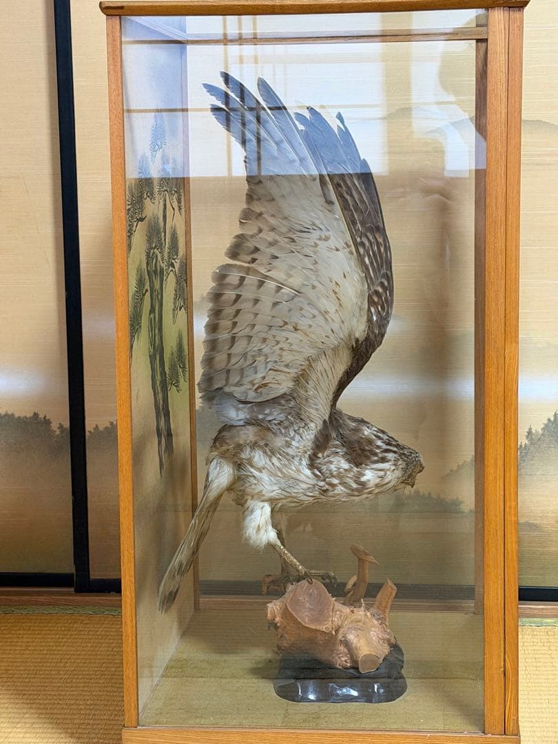 鷹の剥製 ガラスケース付き