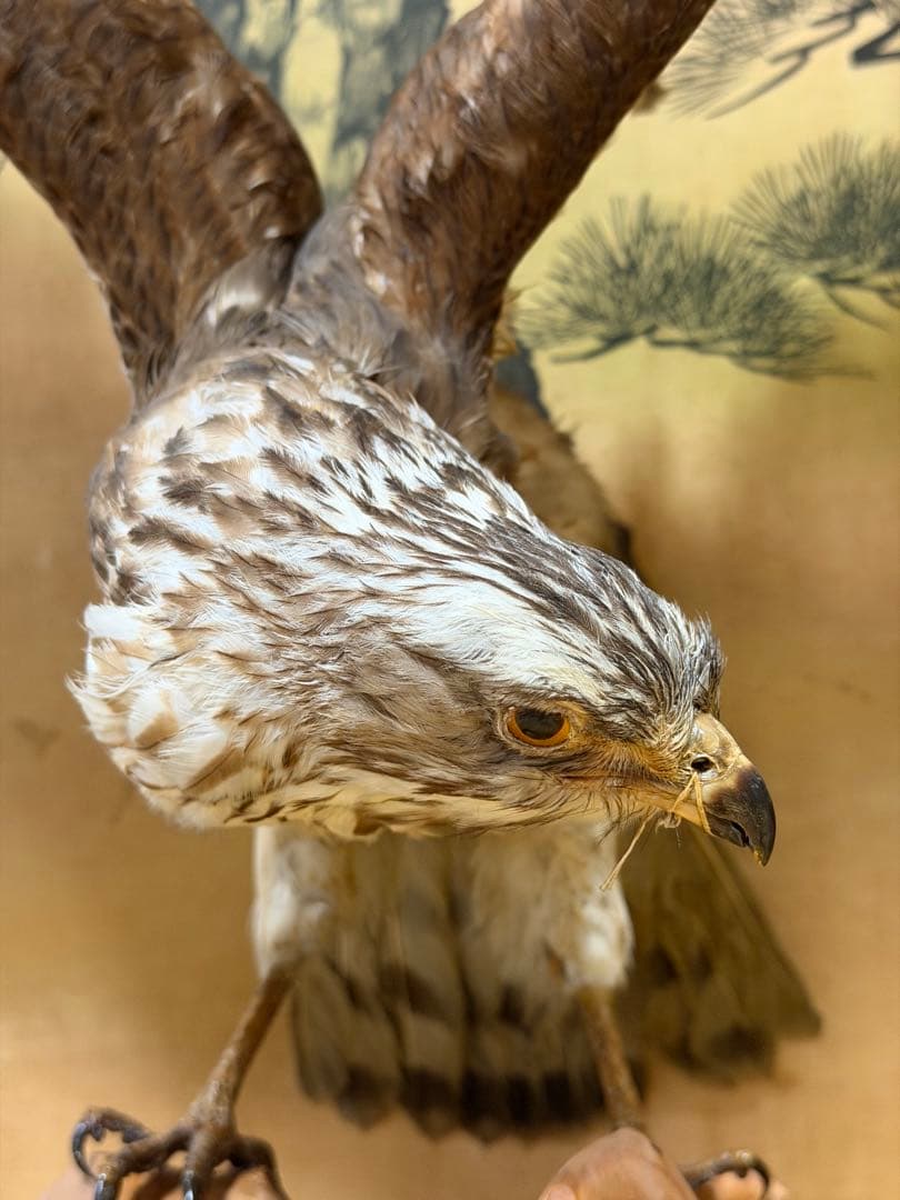 鷹の剥製 ガラスケース付き