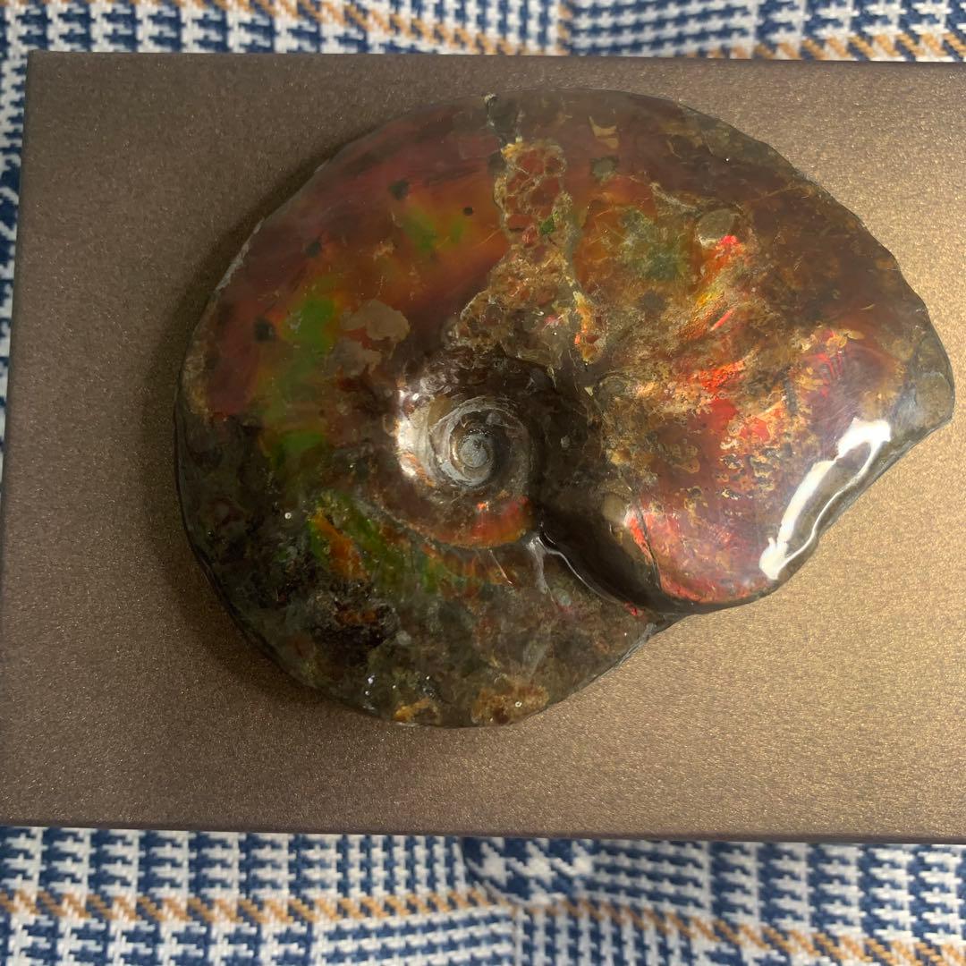 【未使用に近い】アンモライト原石標本　アンモライト研究所　カナダ産　アンモナイト