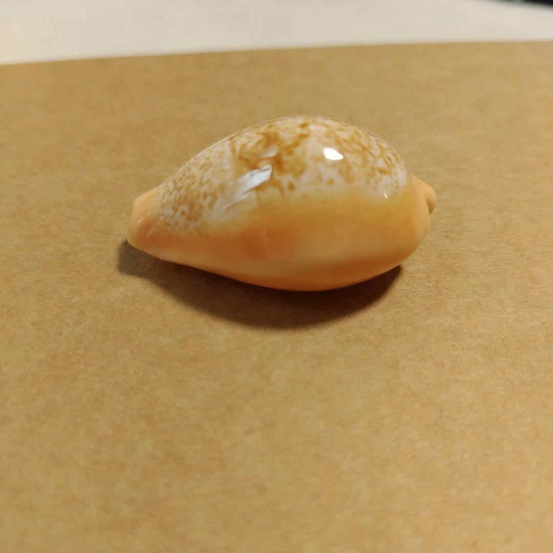 ニッポンダカラ　タカラガイ　F+++