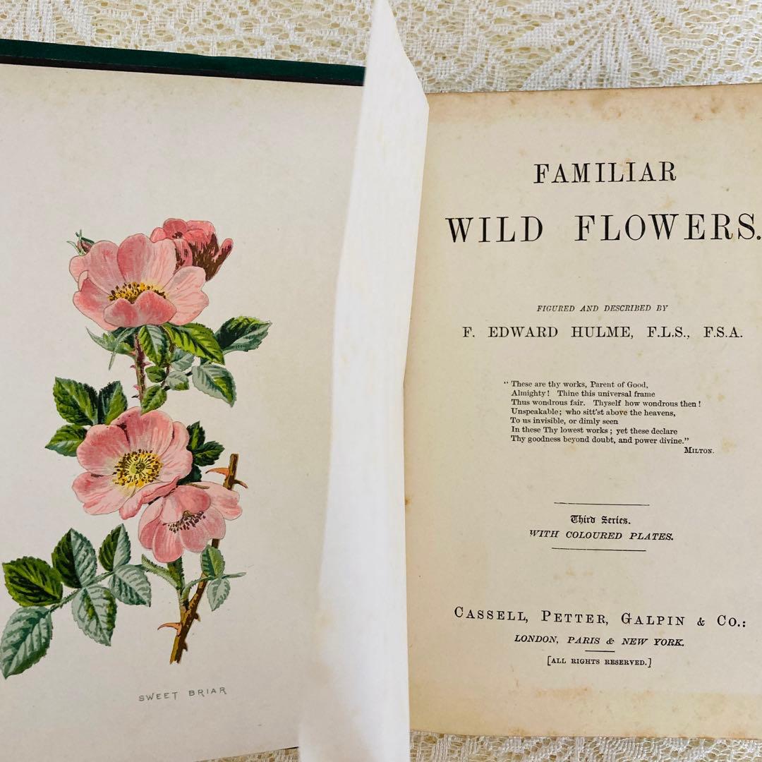 洋書古書　希少　Familiar Wild Flowers　アンティーク植物図鑑