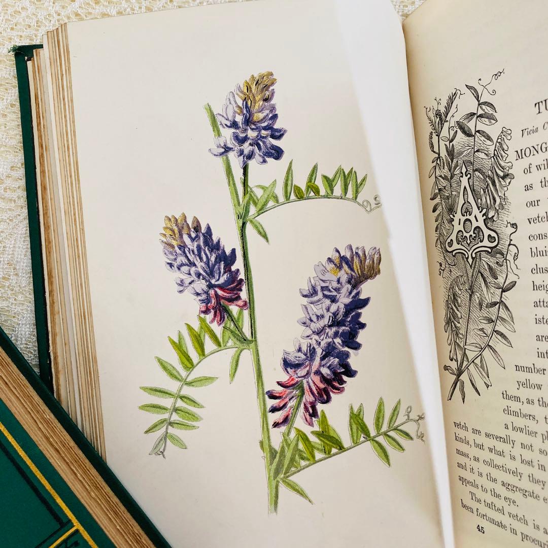 洋書古書　希少　Familiar Wild Flowers　アンティーク植物図鑑