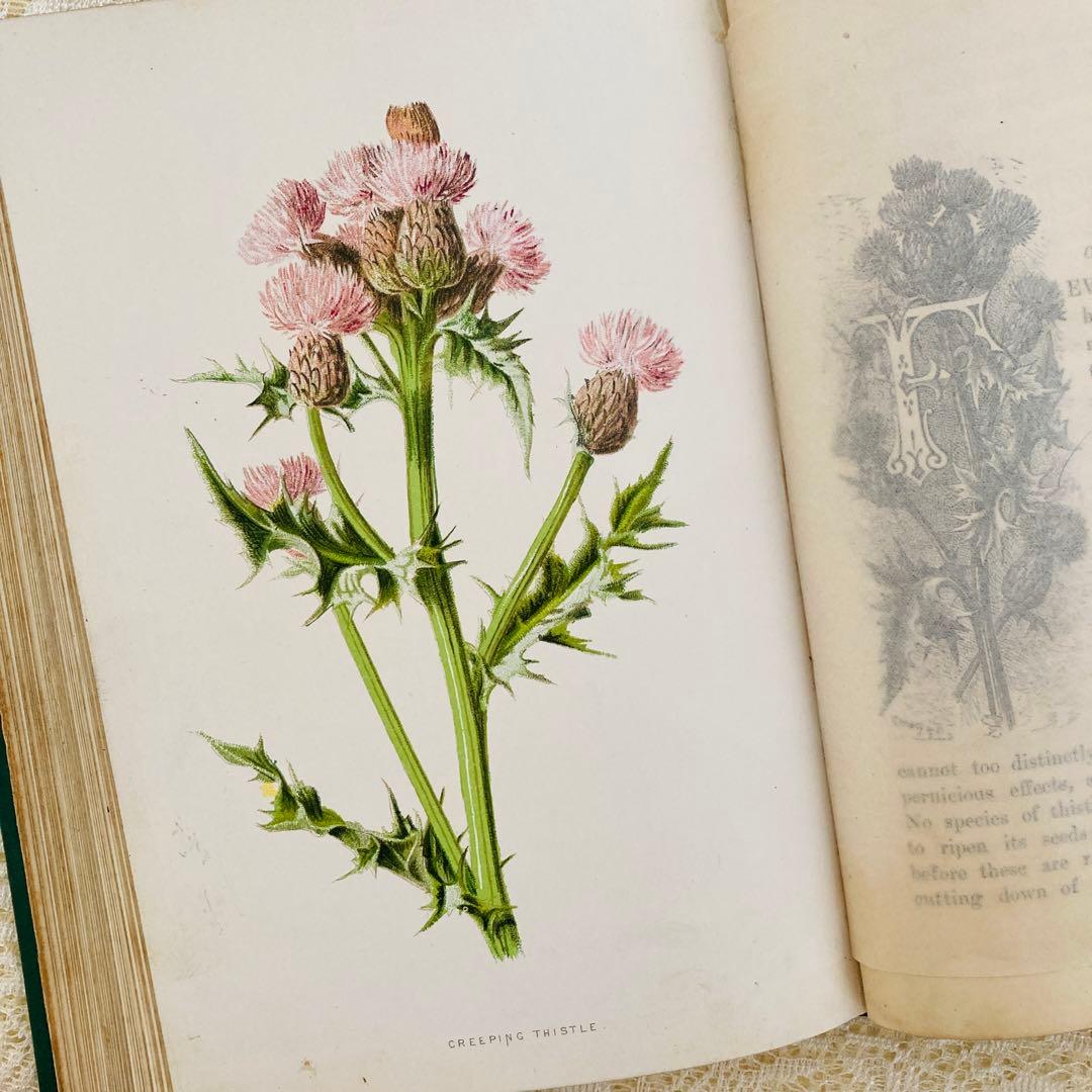洋書古書　希少　Familiar Wild Flowers　アンティーク植物図鑑