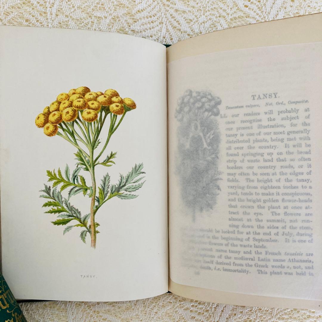 洋書古書　希少　Familiar Wild Flowers　アンティーク植物図鑑