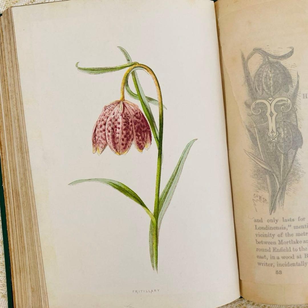 洋書古書　希少　Familiar Wild Flowers　アンティーク植物図鑑