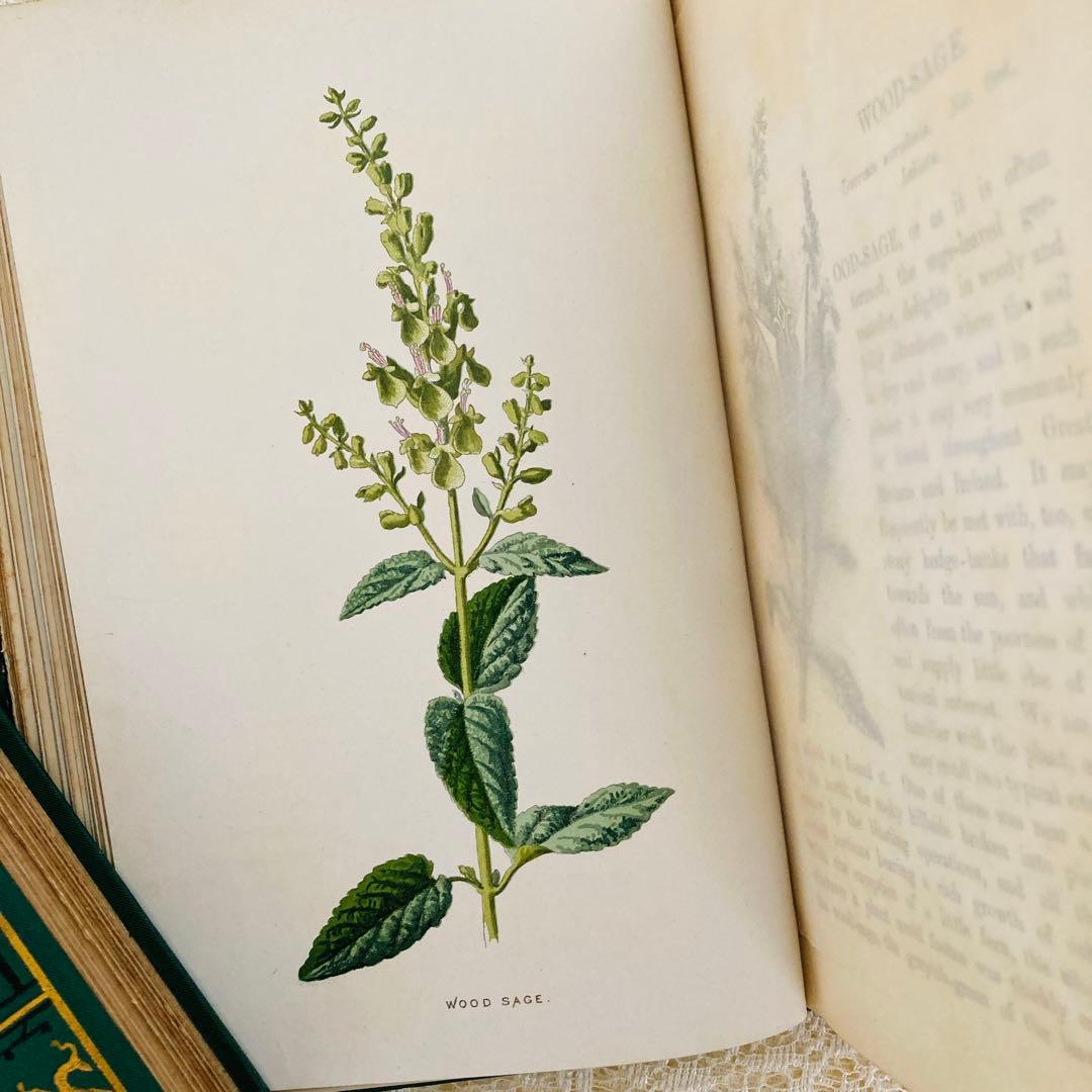洋書古書　希少　Familiar Wild Flowers　アンティーク植物図鑑