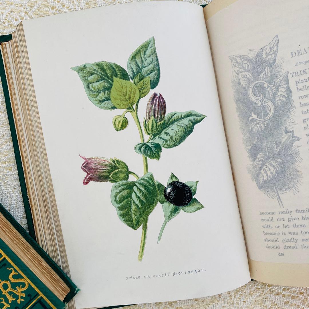 洋書古書　希少　Familiar Wild Flowers　アンティーク植物図鑑