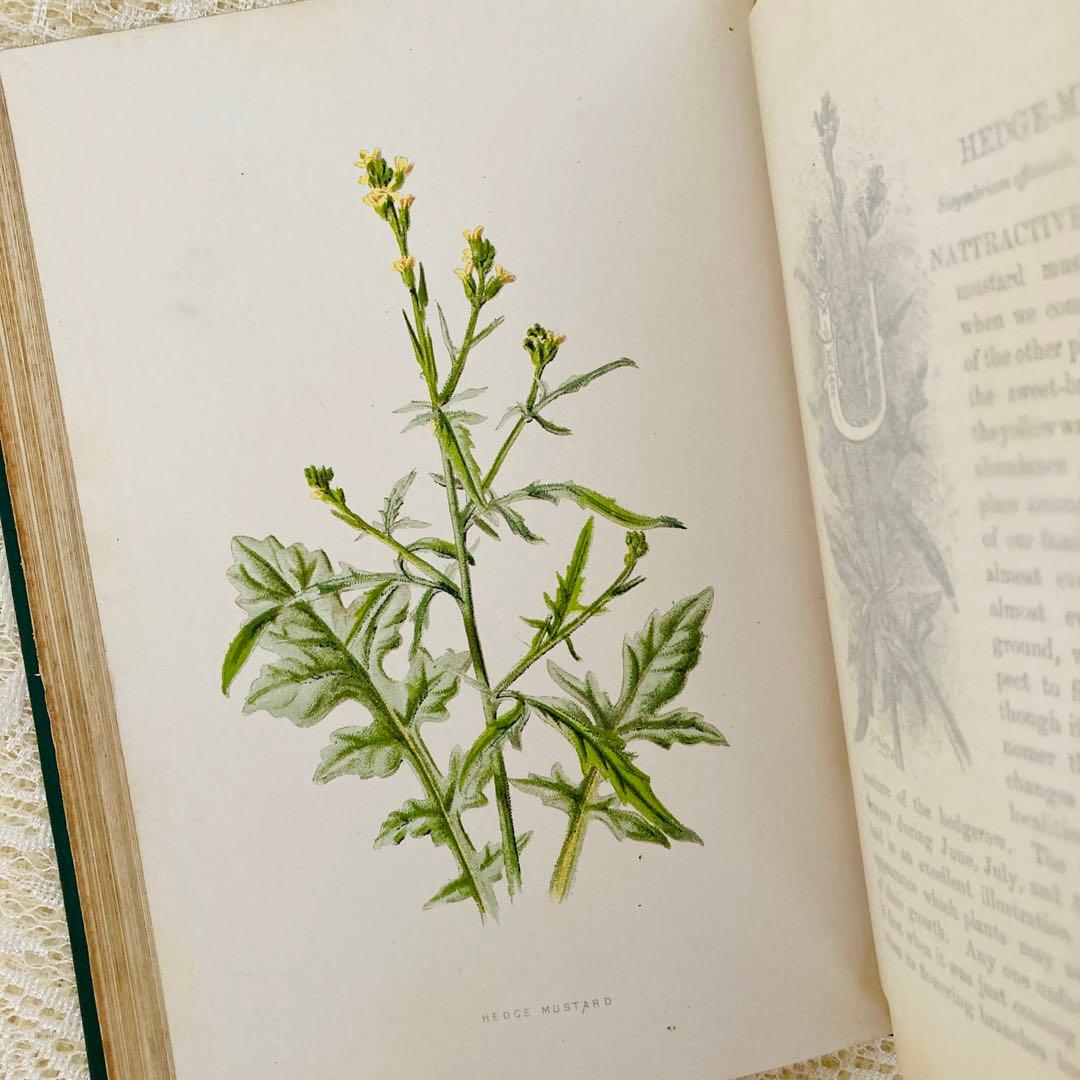 洋書古書　希少　Familiar Wild Flowers　アンティーク植物図鑑