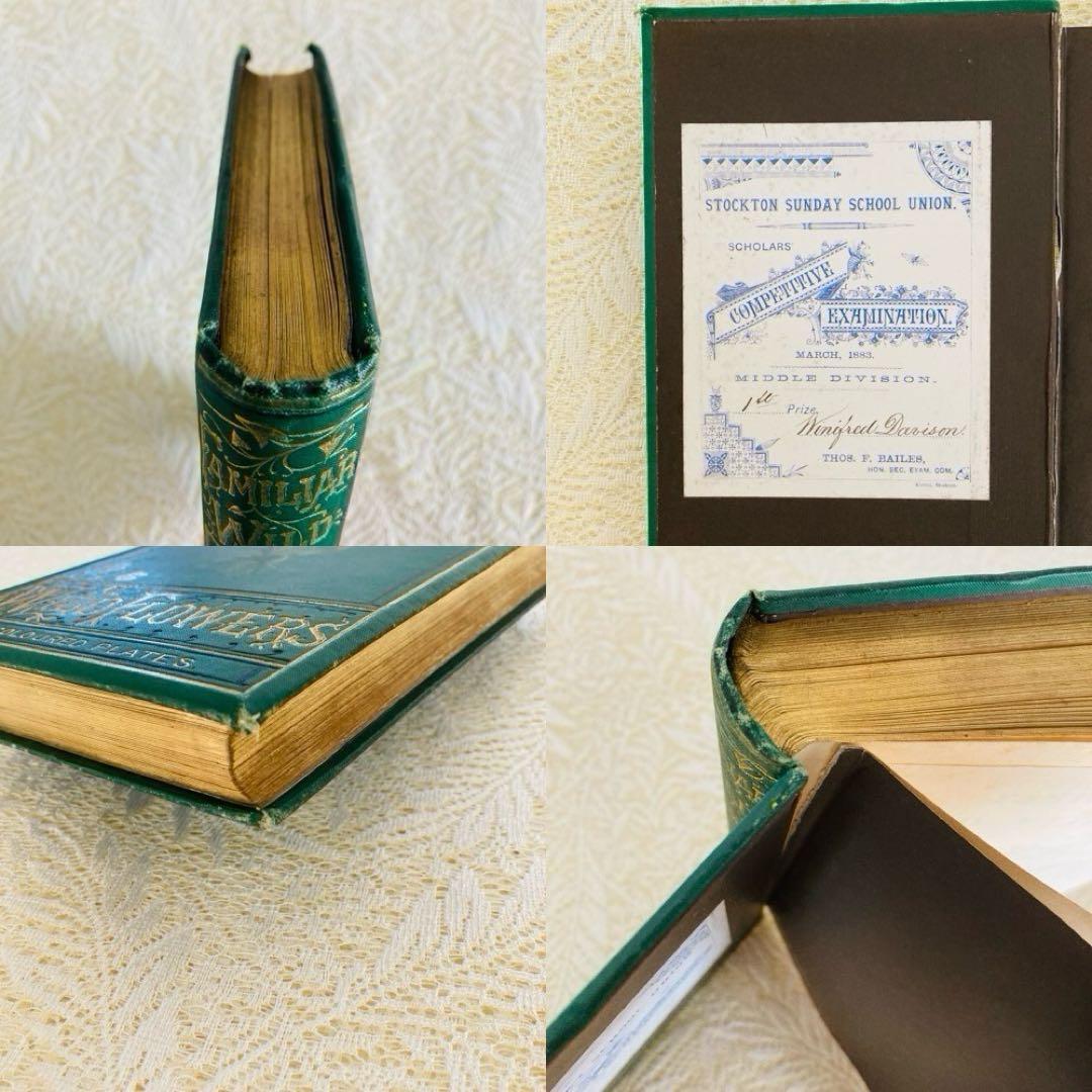 洋書古書　希少　Familiar Wild Flowers　アンティーク植物図鑑