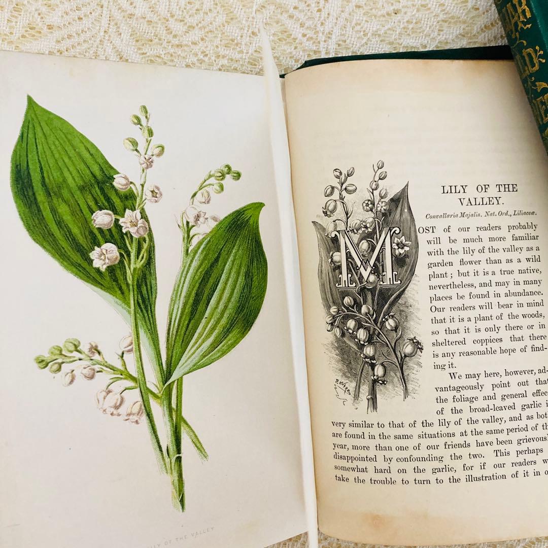 洋書古書　希少　Familiar Wild Flowers　アンティーク植物図鑑