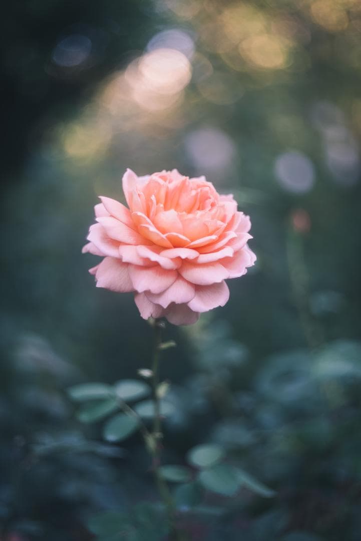 虹の出るライカの癖玉！Leica Summar 50mm F2 オールドレンズ