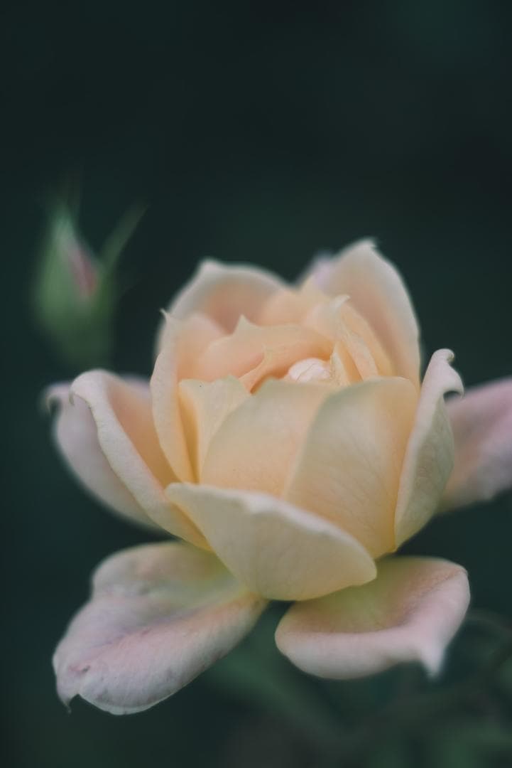 虹の出るライカの癖玉！Leica Summar 50mm F2 オールドレンズ