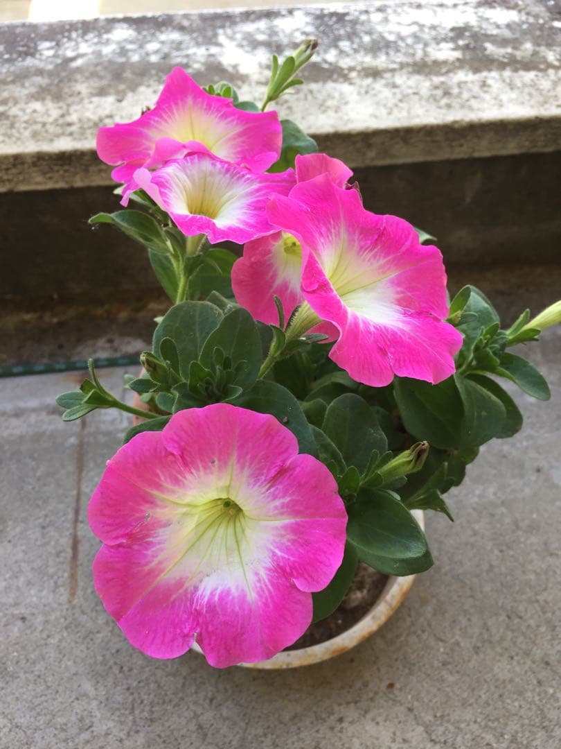 専用　チェーン　パーツ